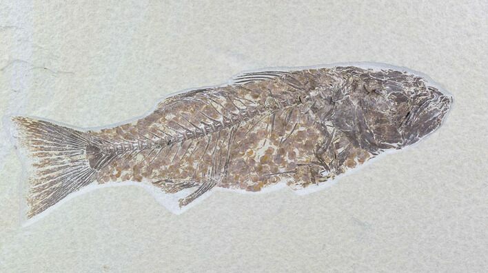 Detailed, Mioplosus Fossil Fish - Uncommon Species #89639